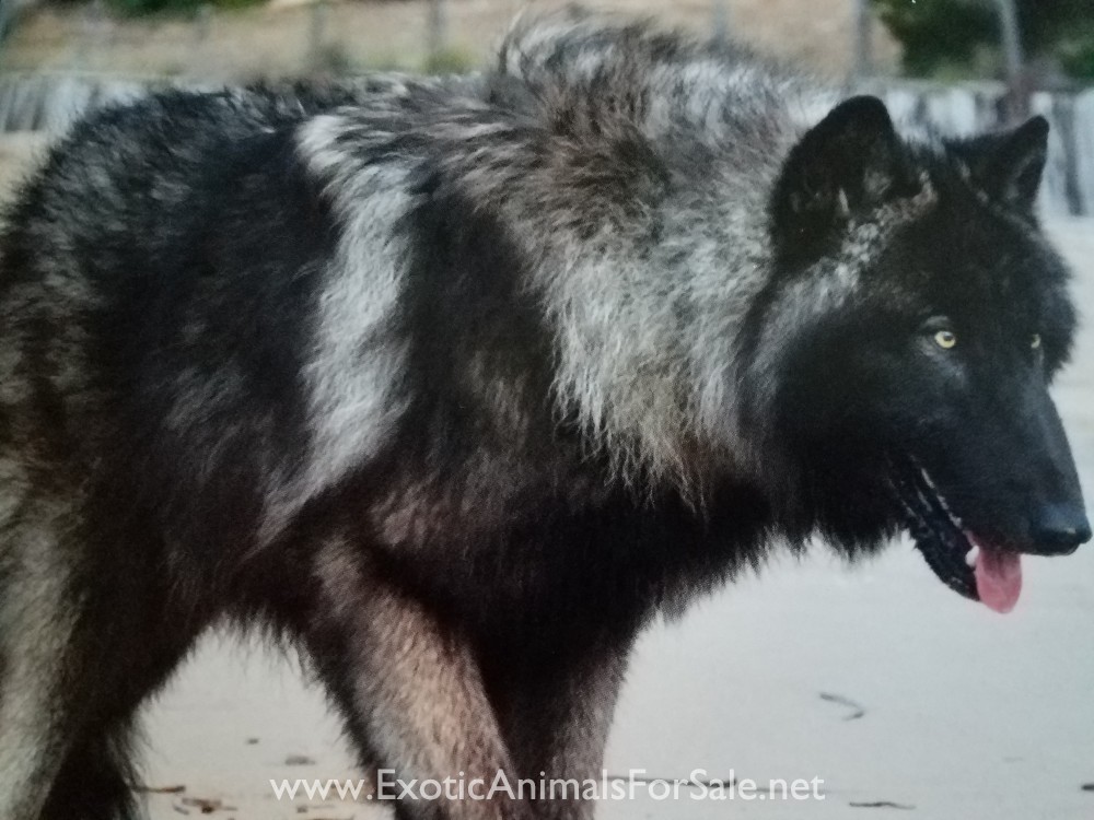 How Much Does A Wolf Puppy Cost / Wolfdog Puppies For Sale Watermill